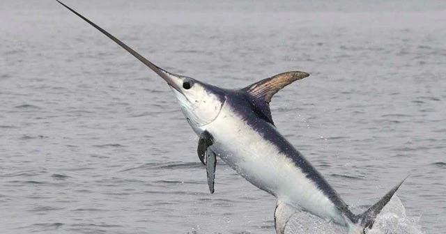 swordfish