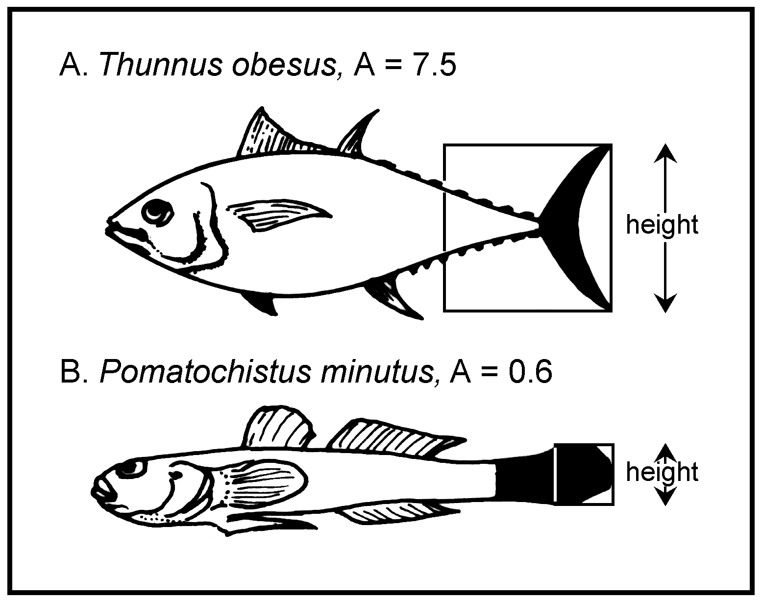 Diagram of Caudal fin aspect ratio between 2 fish species