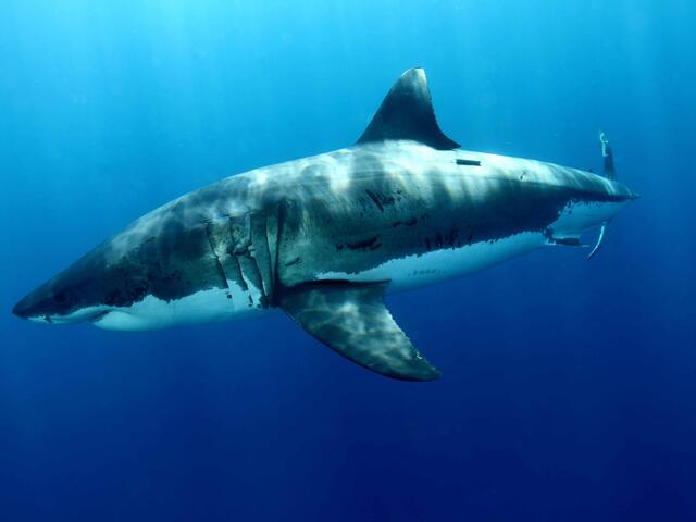 A great white shark