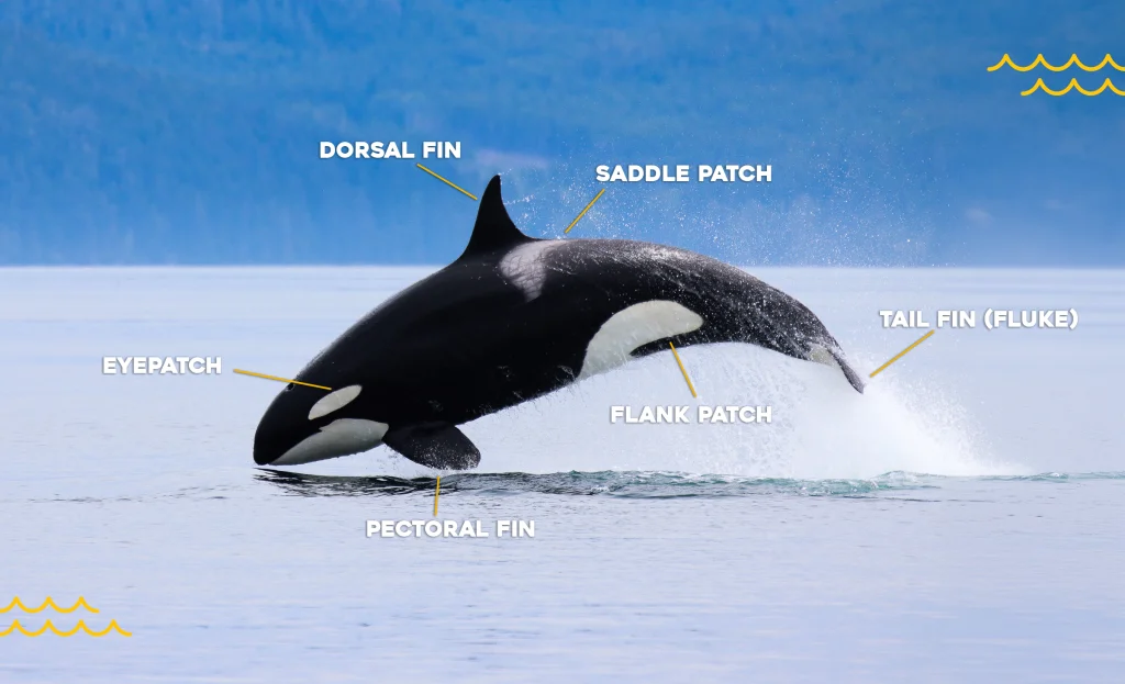 Diagram of Orca with fin names labelled