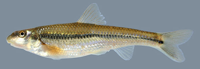 minnow