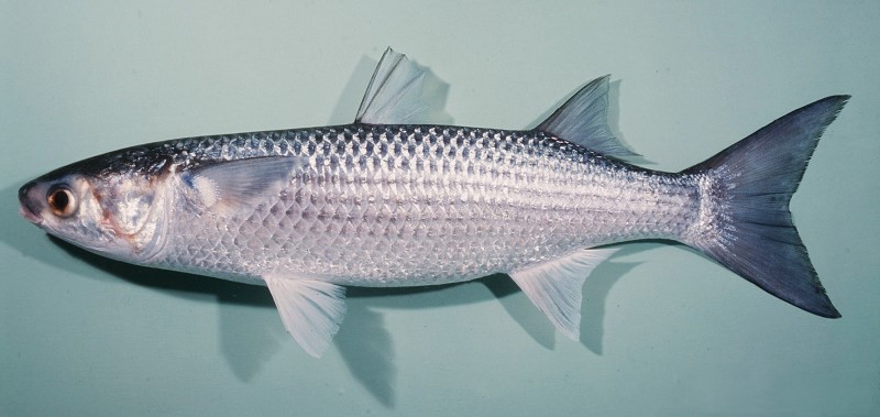 mullet