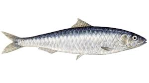 sardine